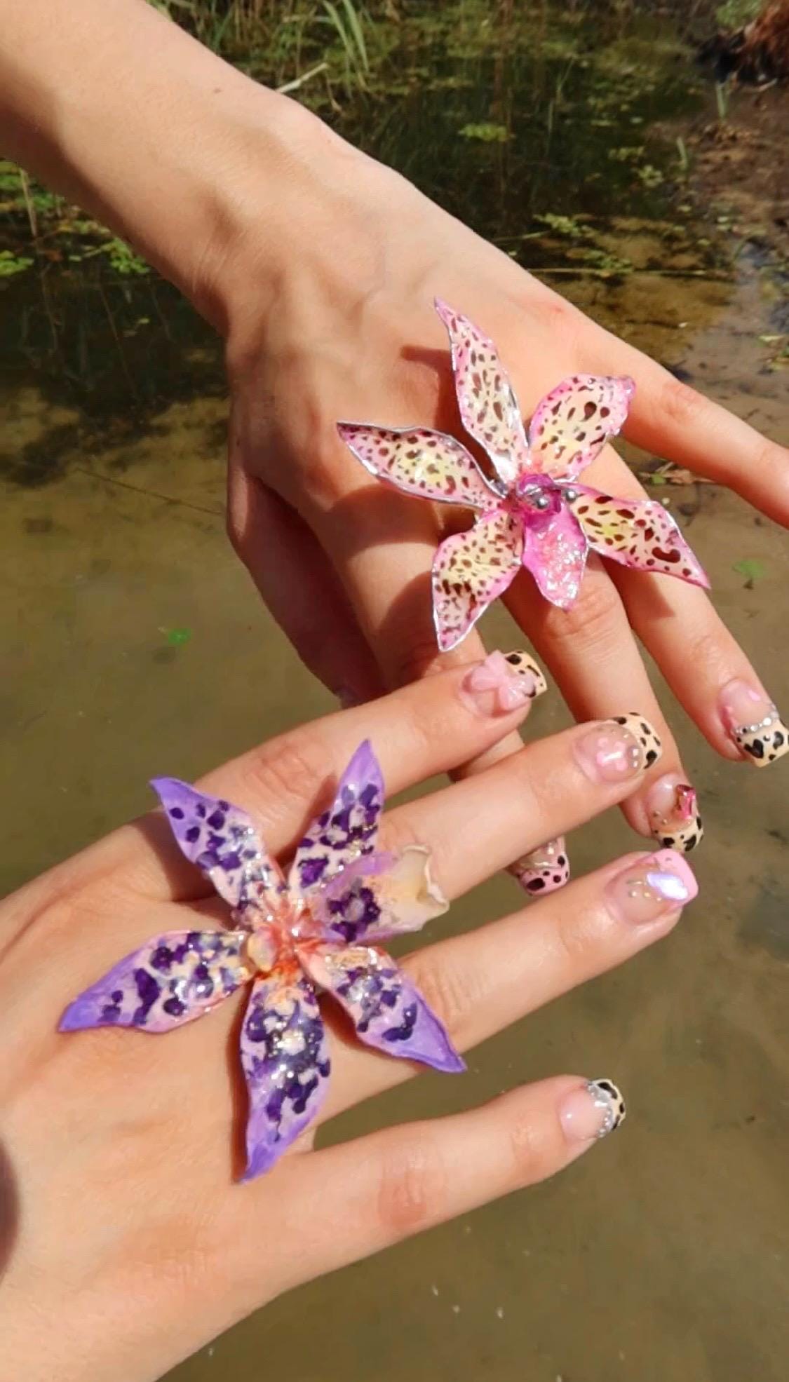 Tiger Orchid in purple ring