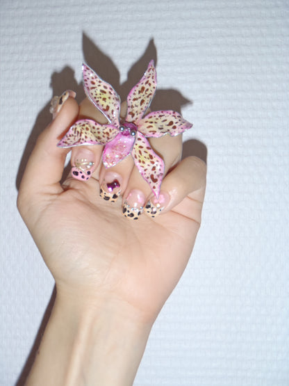Tiger Orchid in pink ring